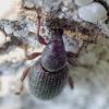 Otiorhynchus cribricollis